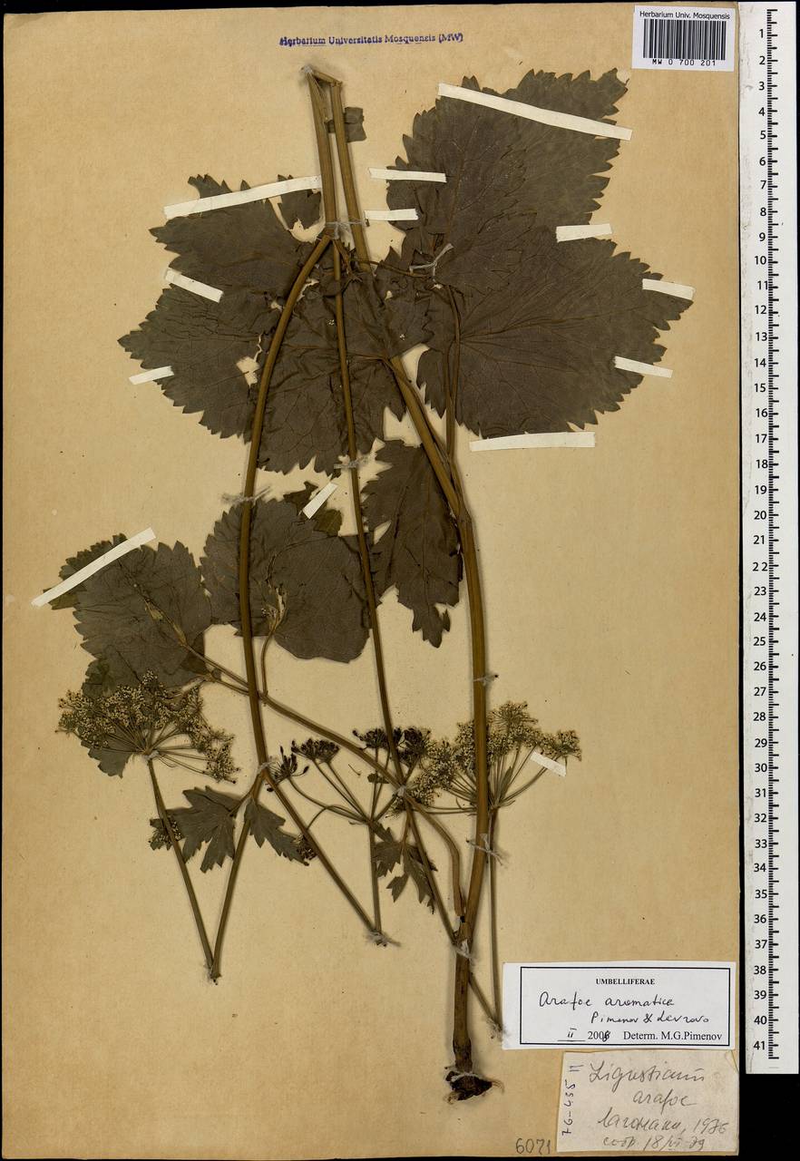 Арафе ароматная Pimenov & Lavrova, Кавказ, Краснодарский край и Адыгея (K1a) (Россия)