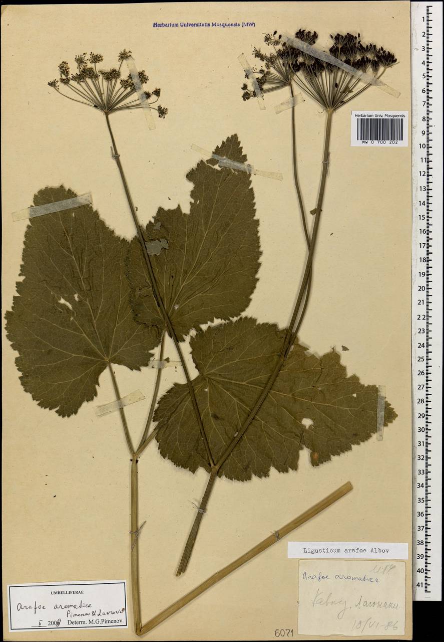 Арафе ароматная Pimenov & Lavrova, Кавказ, Краснодарский край и Адыгея (K1a) (Россия)