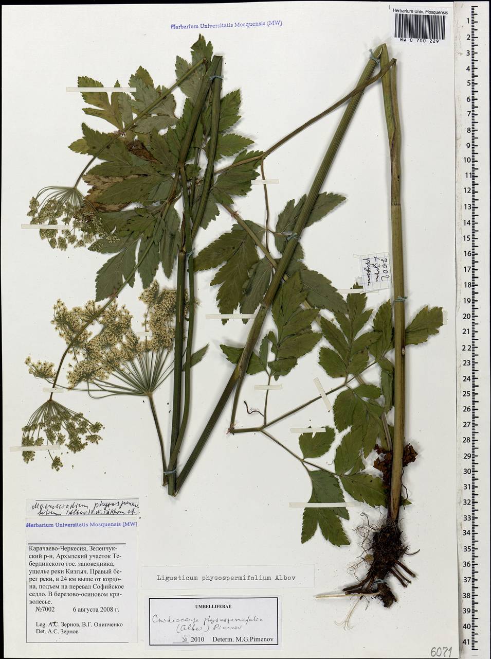 Selinum physospermifolium (Albov) Hand, Кавказ, Ставропольский край, Карачаево-Черкесия, Кабардино-Балкария (K1b) (Россия)