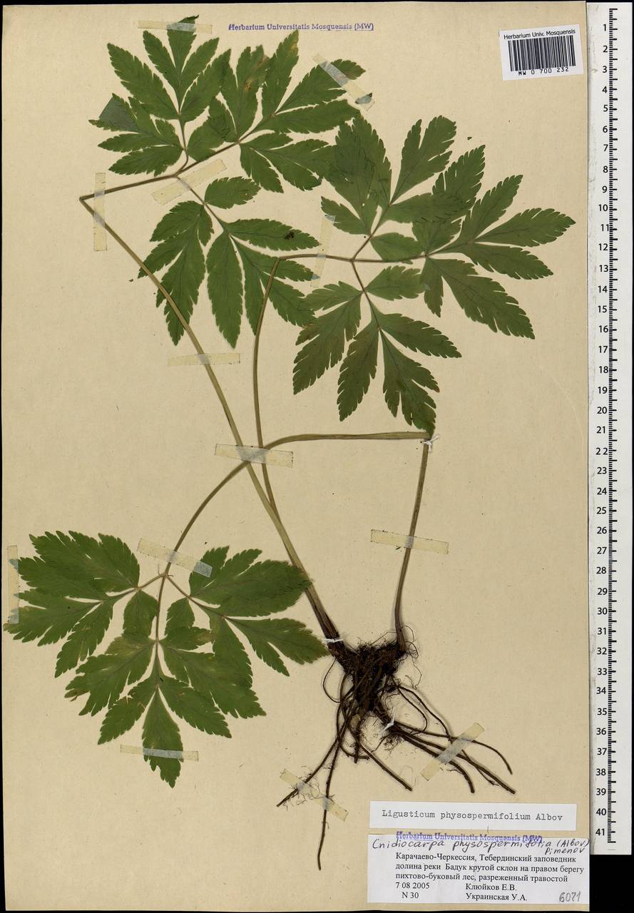 Selinum physospermifolium (Albov) Hand, Кавказ, Ставропольский край, Карачаево-Черкесия, Кабардино-Балкария (K1b) (Россия)