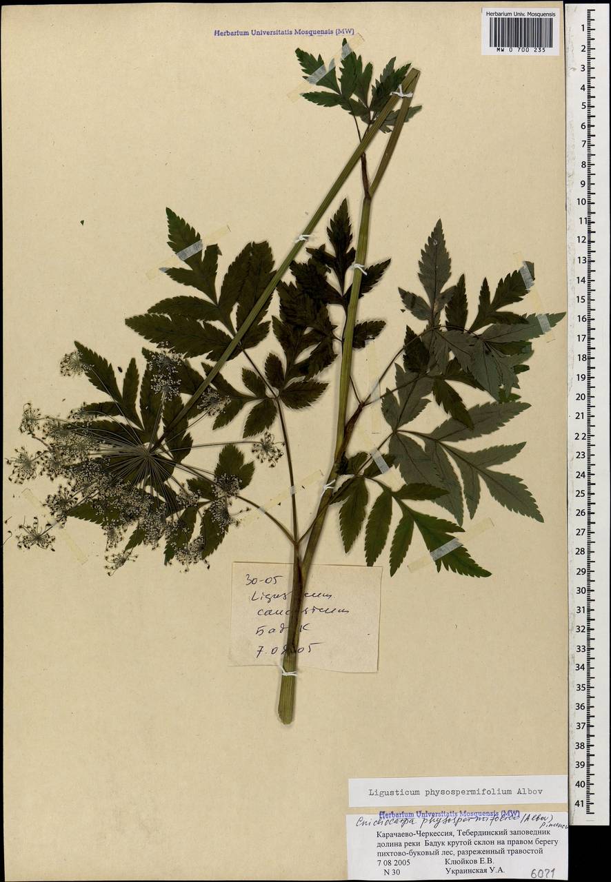 Selinum physospermifolium (Albov) Hand, Кавказ, Ставропольский край, Карачаево-Черкесия, Кабардино-Балкария (K1b) (Россия)