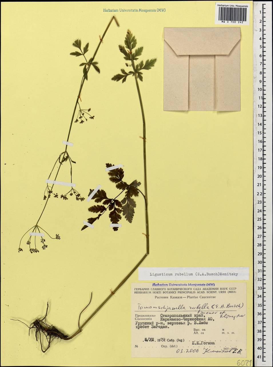Tamamschjanella cruciata (Bornm. & H. Wolff) Pimenov & Zakharova, Кавказ, Ставропольский край, Карачаево-Черкесия, Кабардино-Балкария (K1b) (Россия)