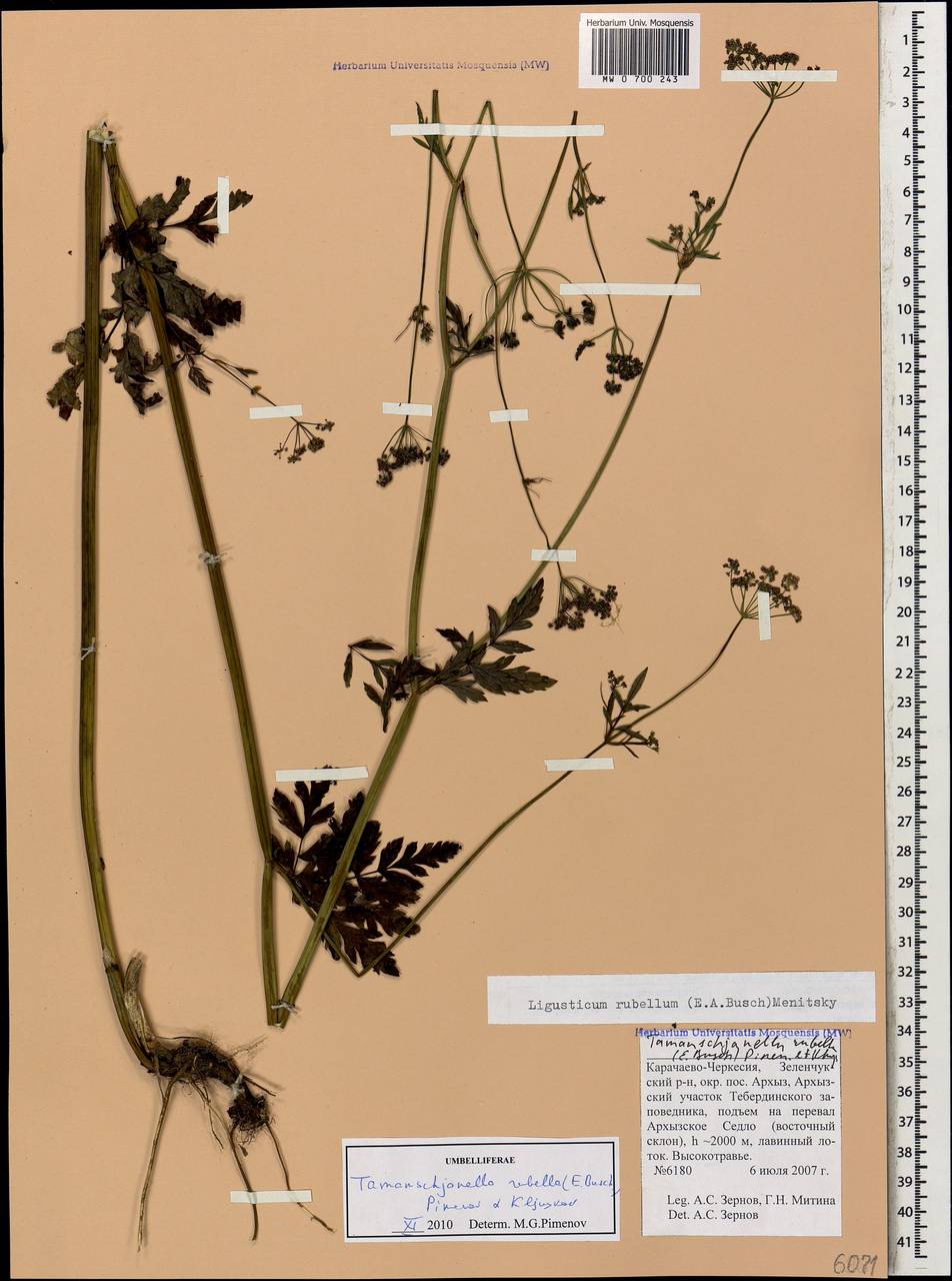 Tamamschjanella cruciata (Bornm. & H. Wolff) Pimenov & Zakharova, Кавказ, Ставропольский край, Карачаево-Черкесия, Кабардино-Балкария (K1b) (Россия)