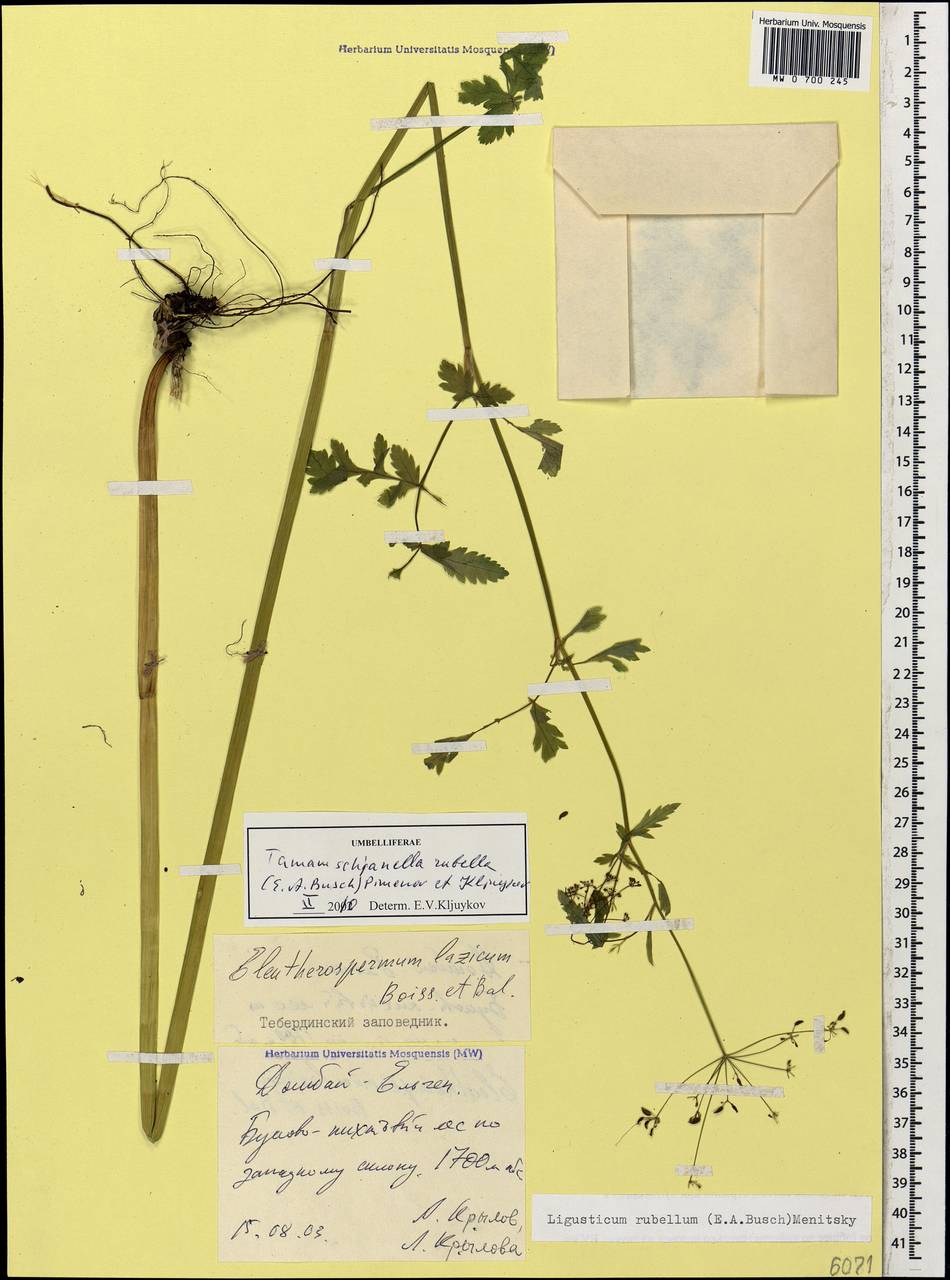 Tamamschjanella cruciata (Bornm. & H. Wolff) Pimenov & Zakharova, Кавказ, Ставропольский край, Карачаево-Черкесия, Кабардино-Балкария (K1b) (Россия)