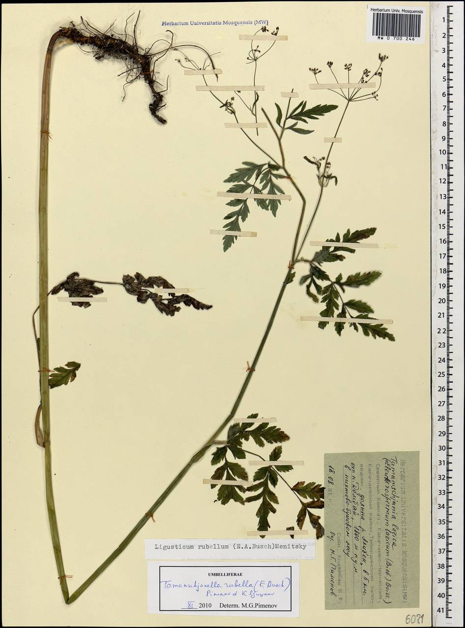 Tamamschjanella cruciata (Bornm. & H. Wolff) Pimenov & Zakharova, Кавказ, Ставропольский край, Карачаево-Черкесия, Кабардино-Балкария (K1b) (Россия)