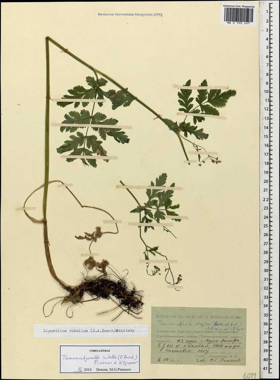 Tamamschjanella cruciata (Bornm. & H. Wolff) Pimenov & Zakharova, Кавказ, Ставропольский край, Карачаево-Черкесия, Кабардино-Балкария (K1b) (Россия)