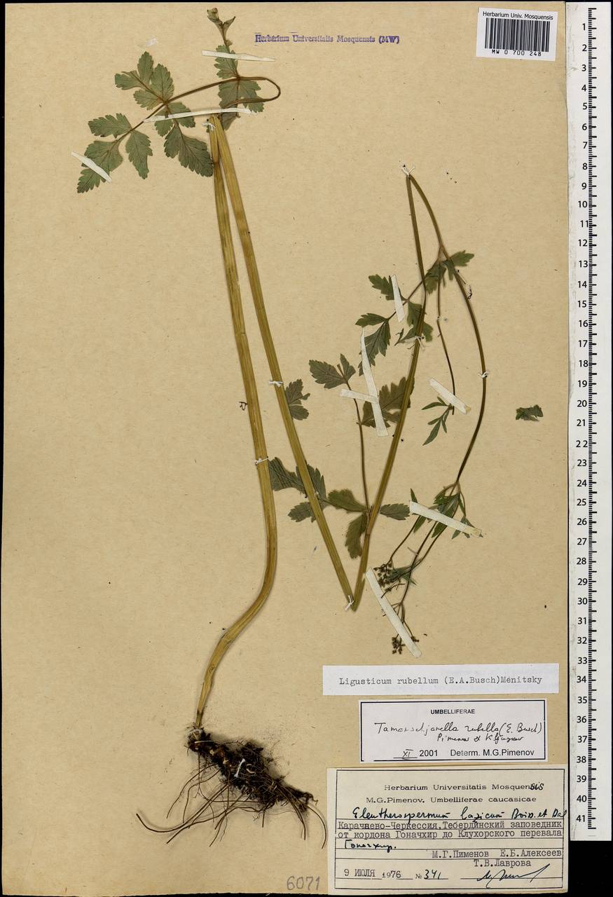 Tamamschjanella cruciata (Bornm. & H. Wolff) Pimenov & Zakharova, Кавказ, Ставропольский край, Карачаево-Черкесия, Кабардино-Балкария (K1b) (Россия)
