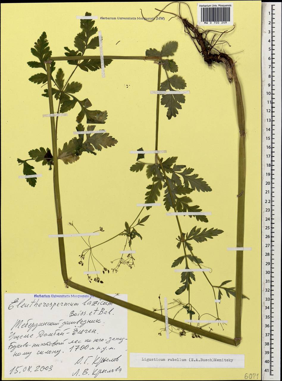 Tamamschjanella cruciata (Bornm. & H. Wolff) Pimenov & Zakharova, Кавказ, Ставропольский край, Карачаево-Черкесия, Кабардино-Балкария (K1b) (Россия)