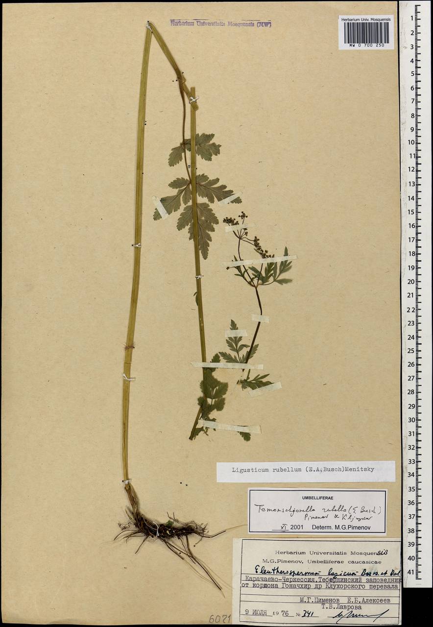 Tamamschjanella cruciata (Bornm. & H. Wolff) Pimenov & Zakharova, Кавказ, Ставропольский край, Карачаево-Черкесия, Кабардино-Балкария (K1b) (Россия)