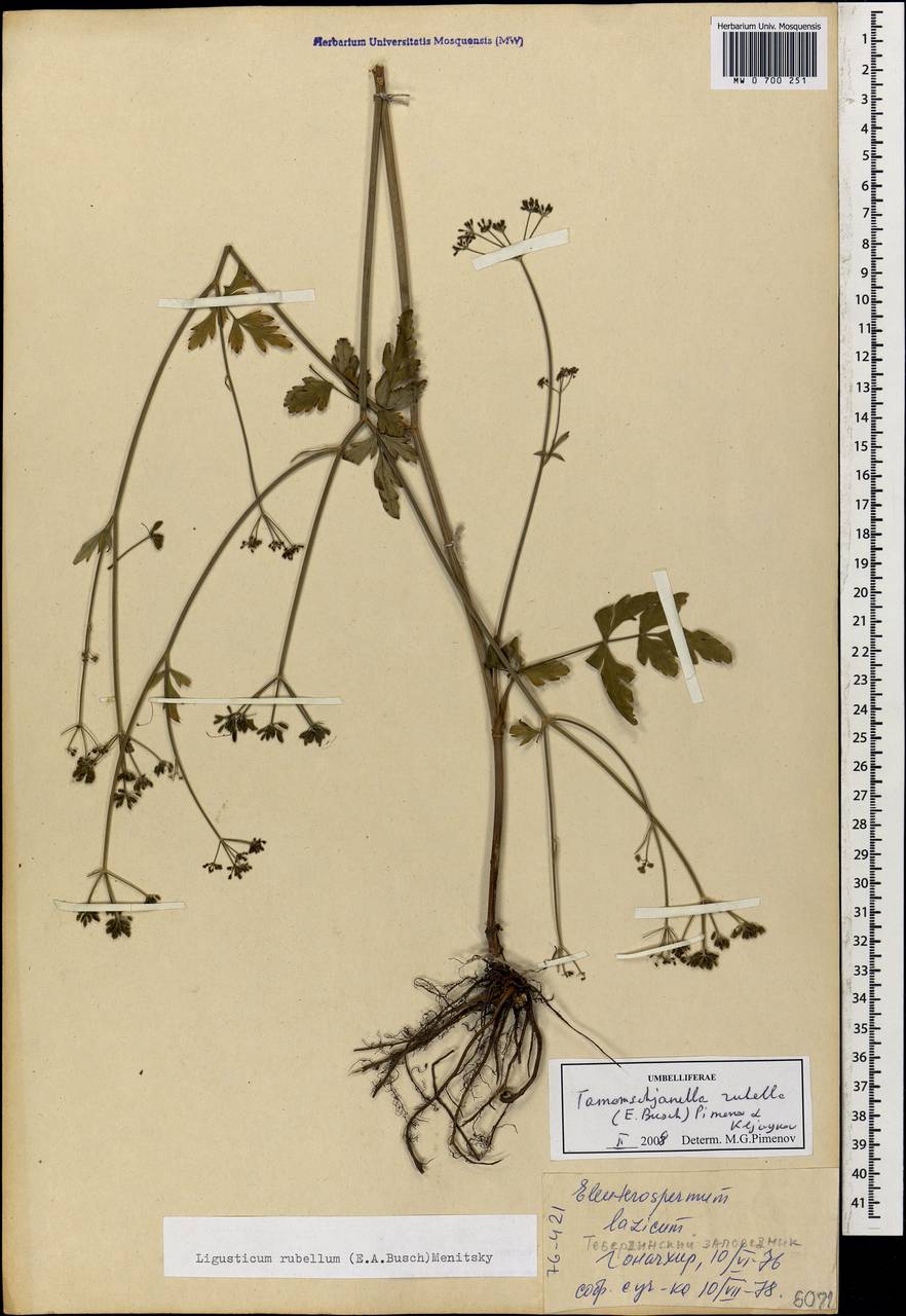 Tamamschjanella cruciata (Bornm. & H. Wolff) Pimenov & Zakharova, Кавказ, Ставропольский край, Карачаево-Черкесия, Кабардино-Балкария (K1b) (Россия)
