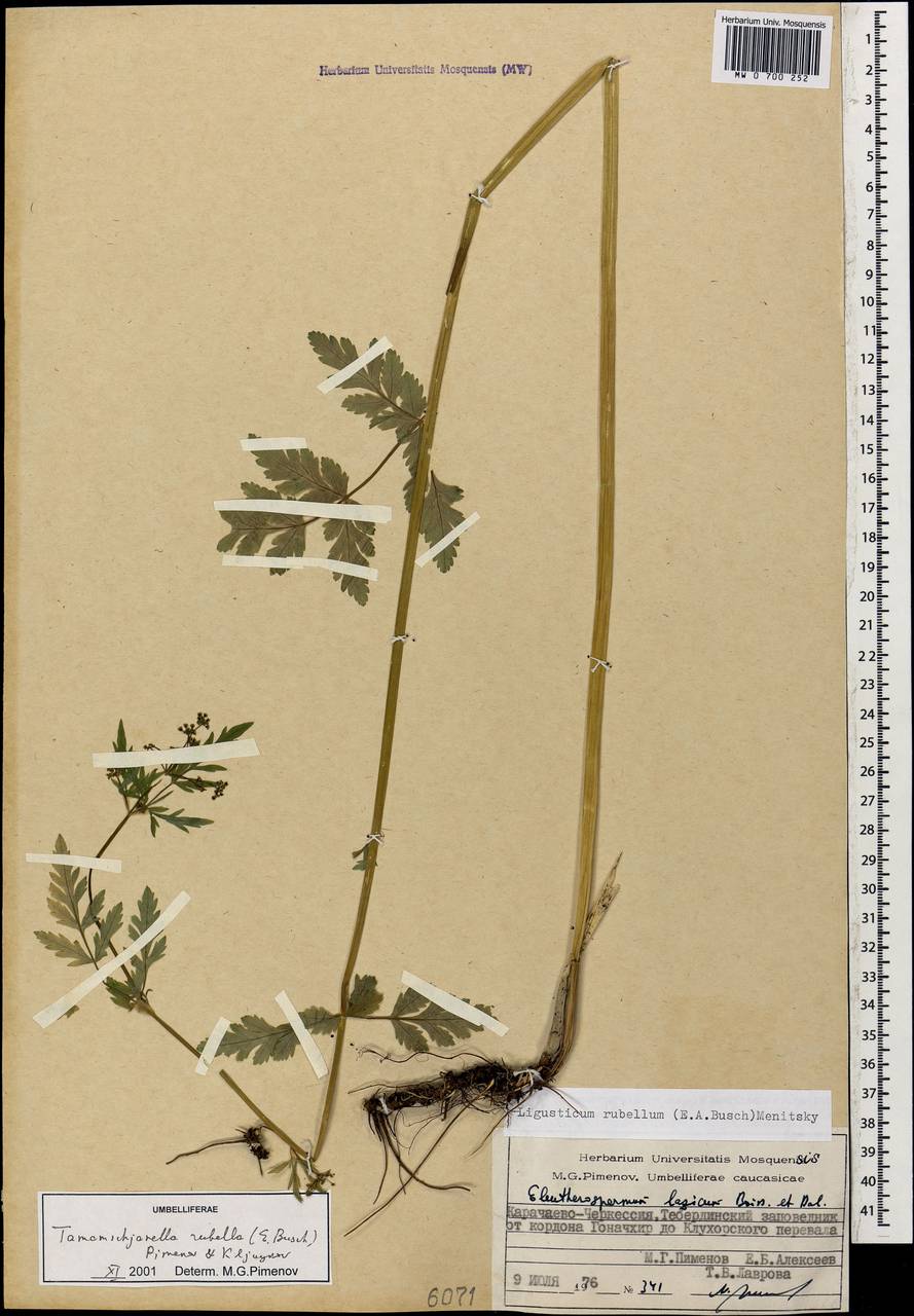 Tamamschjanella cruciata (Bornm. & H. Wolff) Pimenov & Zakharova, Кавказ, Ставропольский край, Карачаево-Черкесия, Кабардино-Балкария (K1b) (Россия)