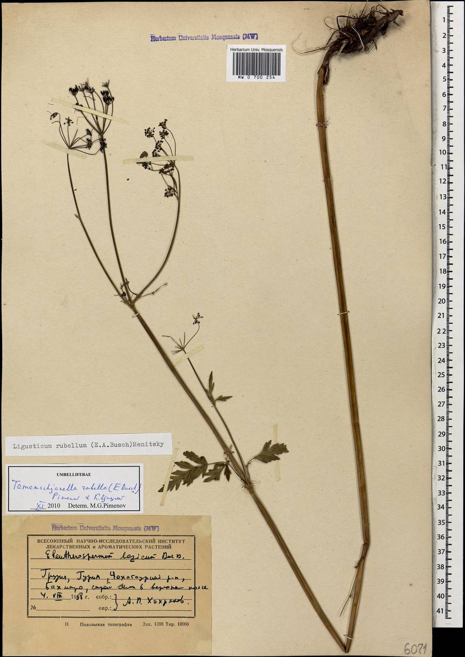 Tamamschjanella cruciata (Bornm. & H. Wolff) Pimenov & Zakharova, Кавказ, Грузия (K4) (Грузия)