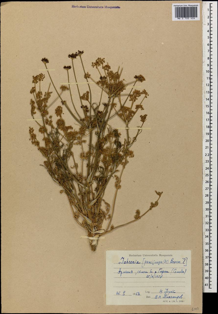 Dichoropetalum paucijugum (DC.) Pimenov & Kljuykov, Кавказ, Армения (K5) (Армения)