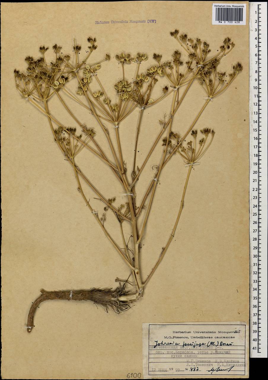 Dichoropetalum paucijugum (DC.) Pimenov & Kljuykov, Кавказ, Азербайджан (K6) (Азербайджан)