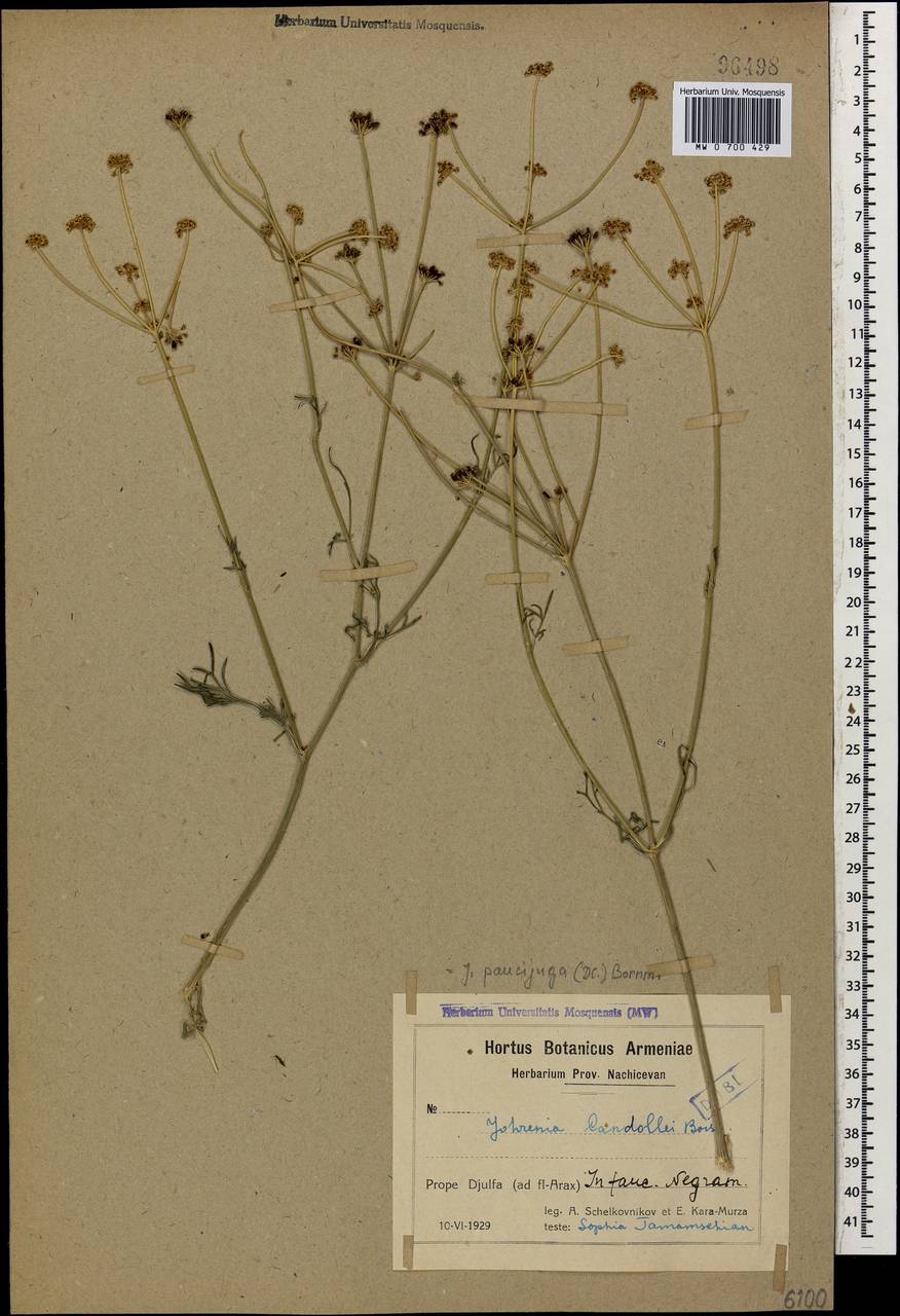 Dichoropetalum paucijugum (DC.) Pimenov & Kljuykov, Кавказ, Азербайджан (K6) (Азербайджан)
