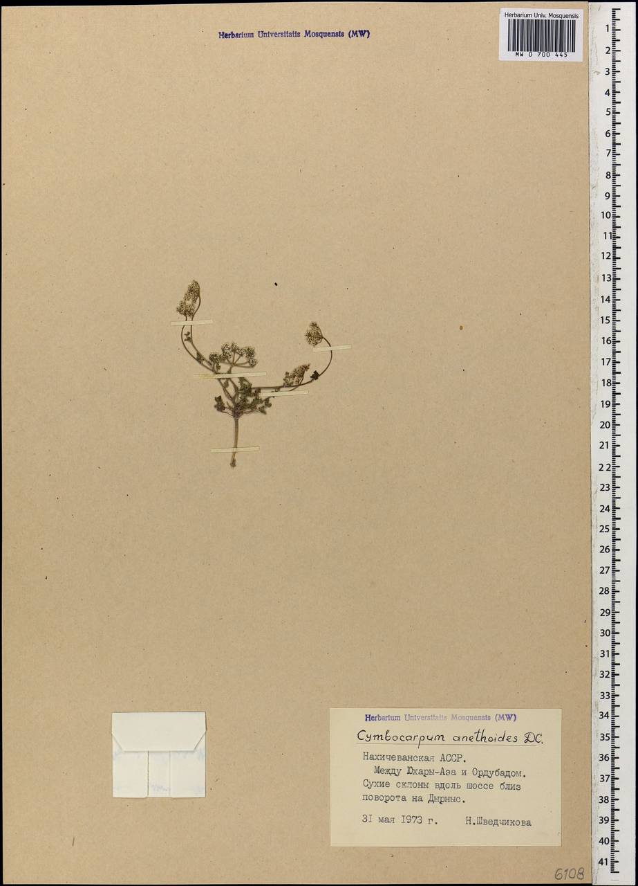 Ладьеплодник укропный DC., Кавказ, Азербайджан (K6) (Азербайджан)