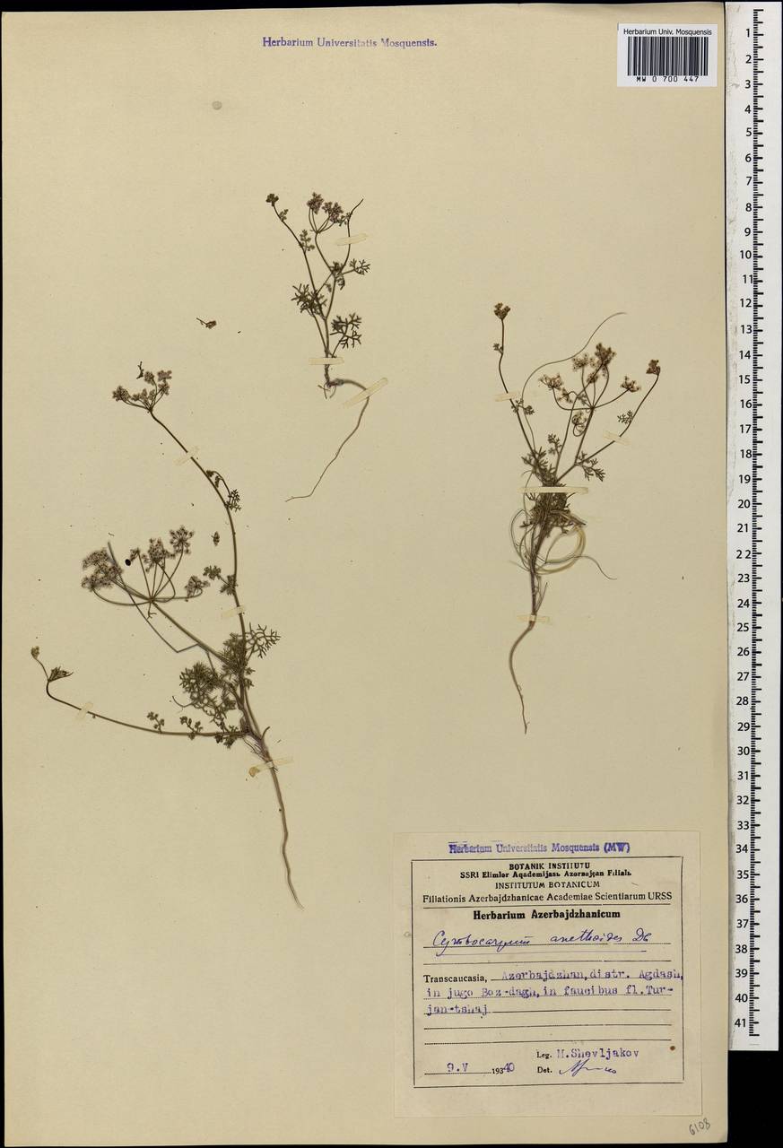 Ладьеплодник укропный DC., Кавказ, Азербайджан (K6) (Азербайджан)