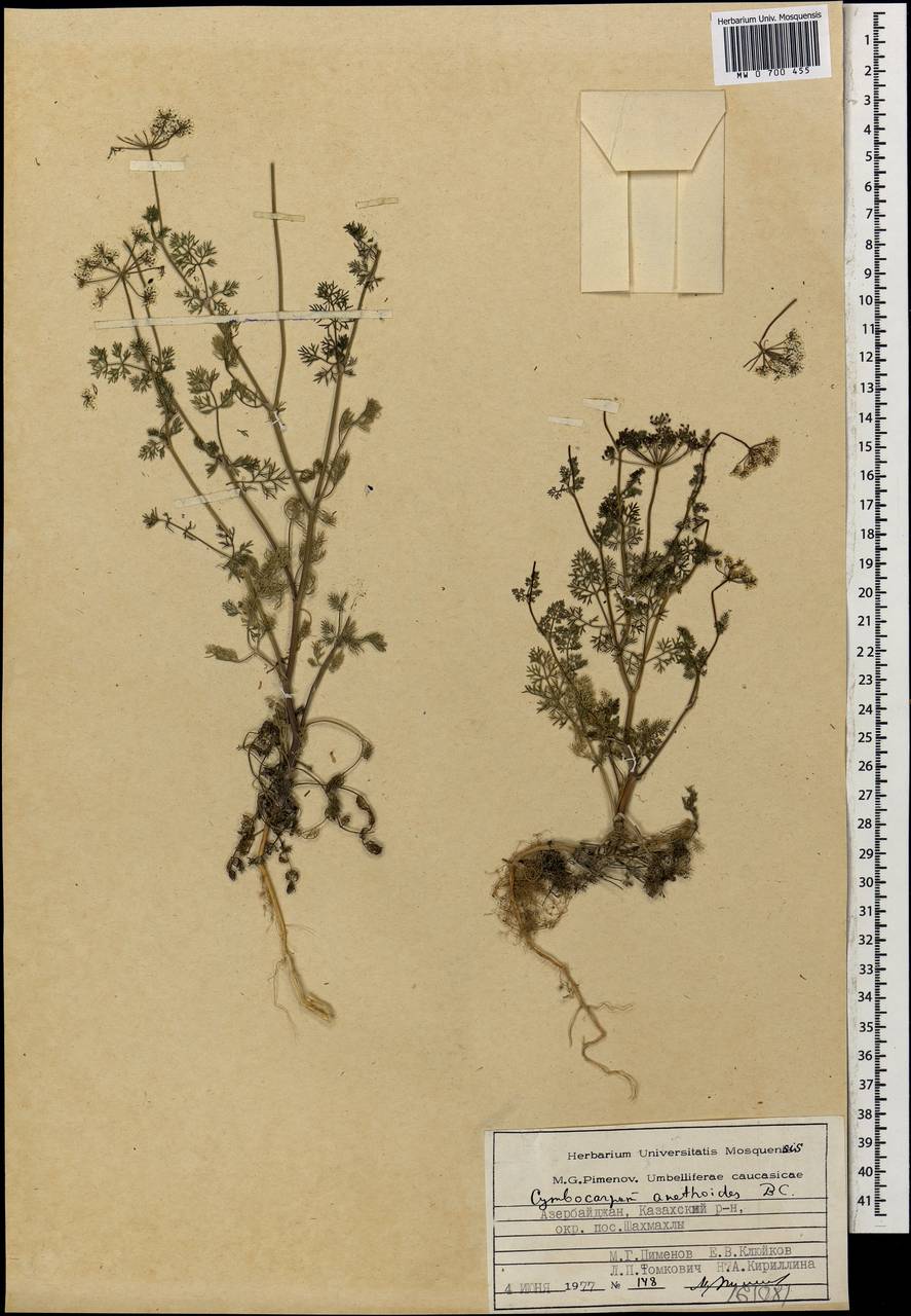 Ладьеплодник укропный DC., Кавказ, Азербайджан (K6) (Азербайджан)