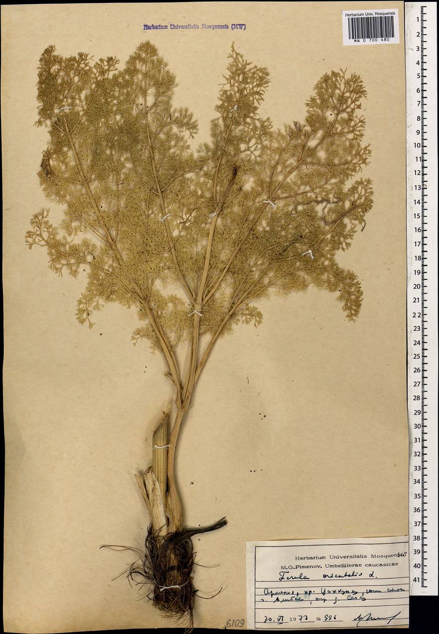 Ферула восточная L., Кавказ, Армения (K5) (Армения)
