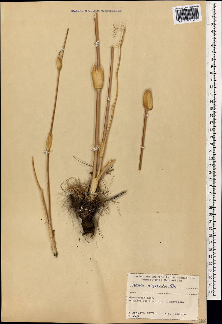 Ферула жестковатая DC., Кавказ, Армения (K5) (Армения)