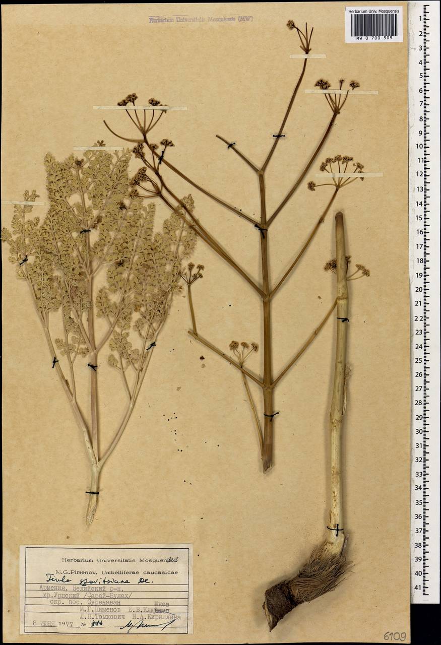 Ферула Совича DC., Кавказ, Армения (K5) (Армения)