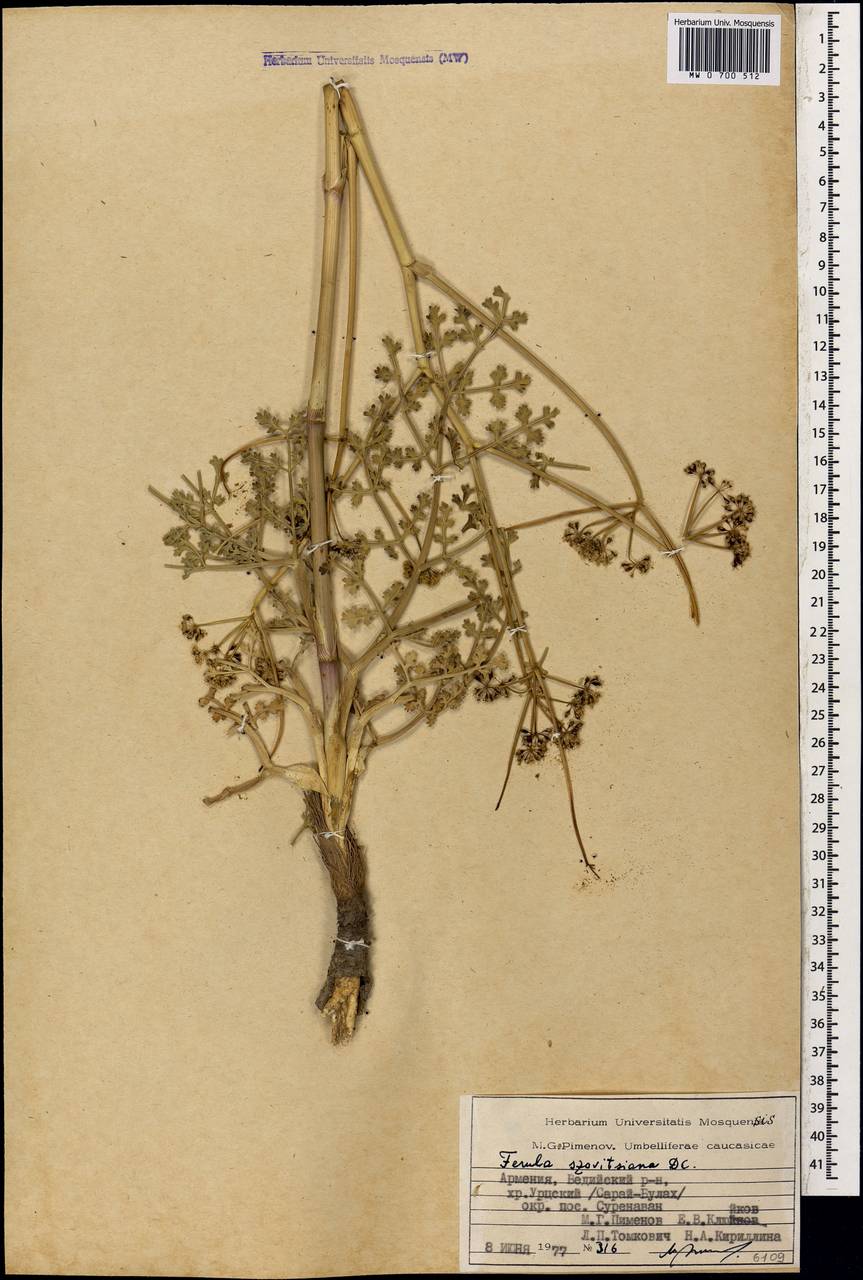 Ферула Совича DC., Кавказ, Армения (K5) (Армения)