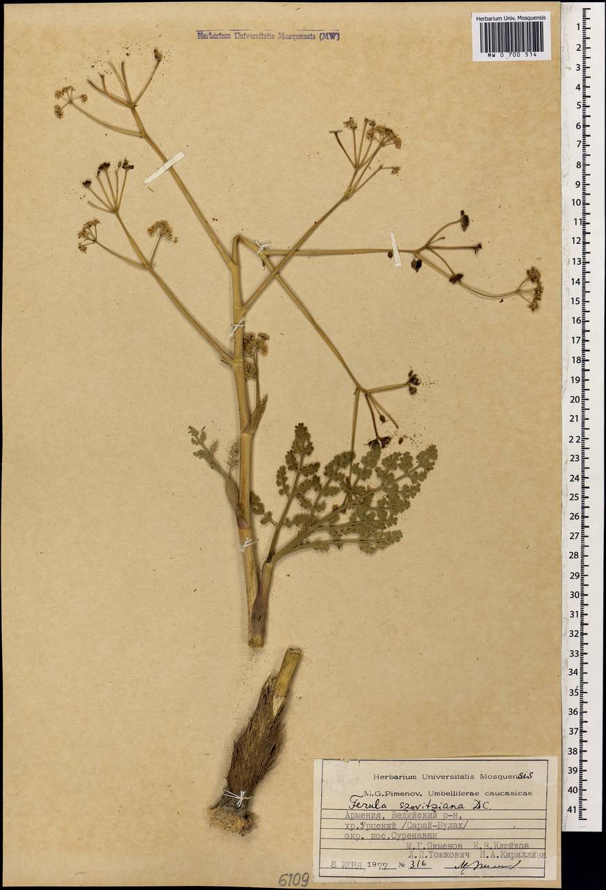 Ферула Совича DC., Кавказ, Армения (K5) (Армения)