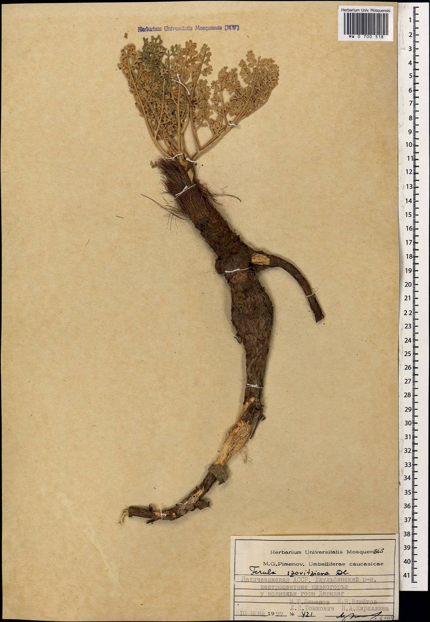 Ферула Совича DC., Кавказ, Азербайджан (K6) (Азербайджан)