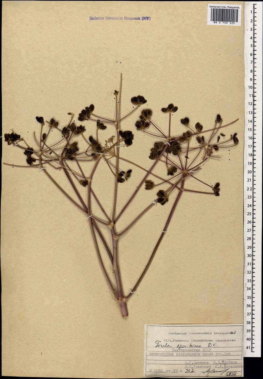 Ферула Совича DC., Кавказ, Азербайджан (K6) (Азербайджан)