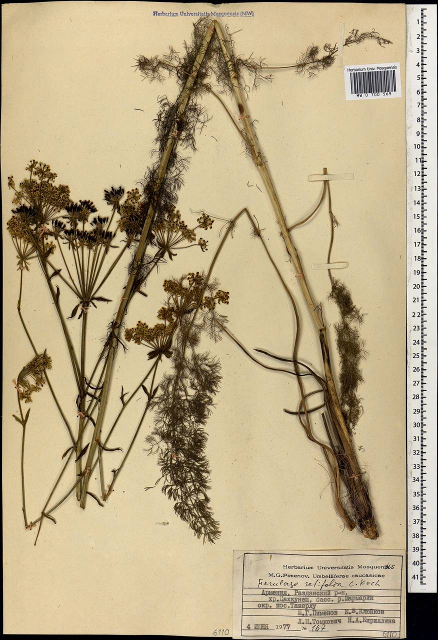 Ферульник щетинколистный K. Koch, Кавказ, Армения (K5) (Армения)