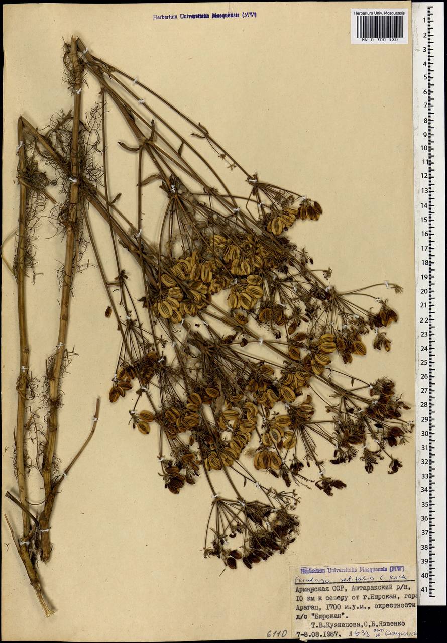 Ферульник щетинколистный K. Koch, Кавказ, Армения (K5) (Армения)
