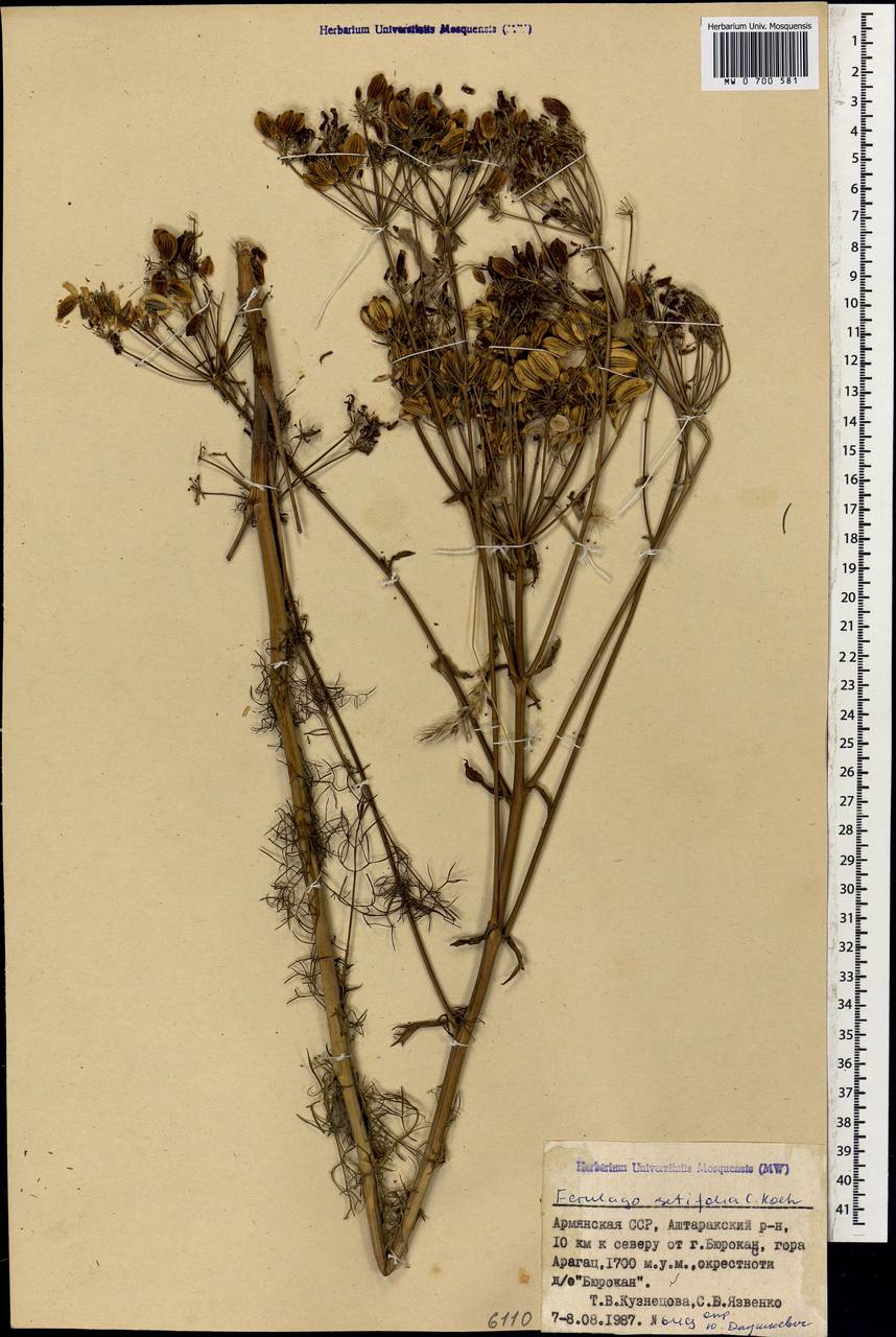 Ферульник щетинколистный K. Koch, Кавказ, Армения (K5) (Армения)
