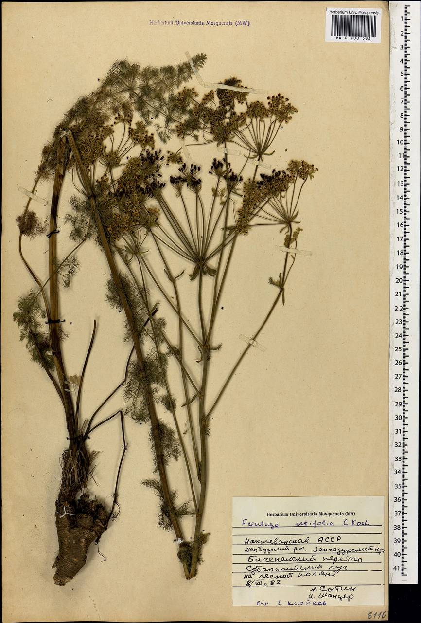 Ферульник щетинколистный K. Koch, Кавказ, Азербайджан (K6) (Азербайджан)