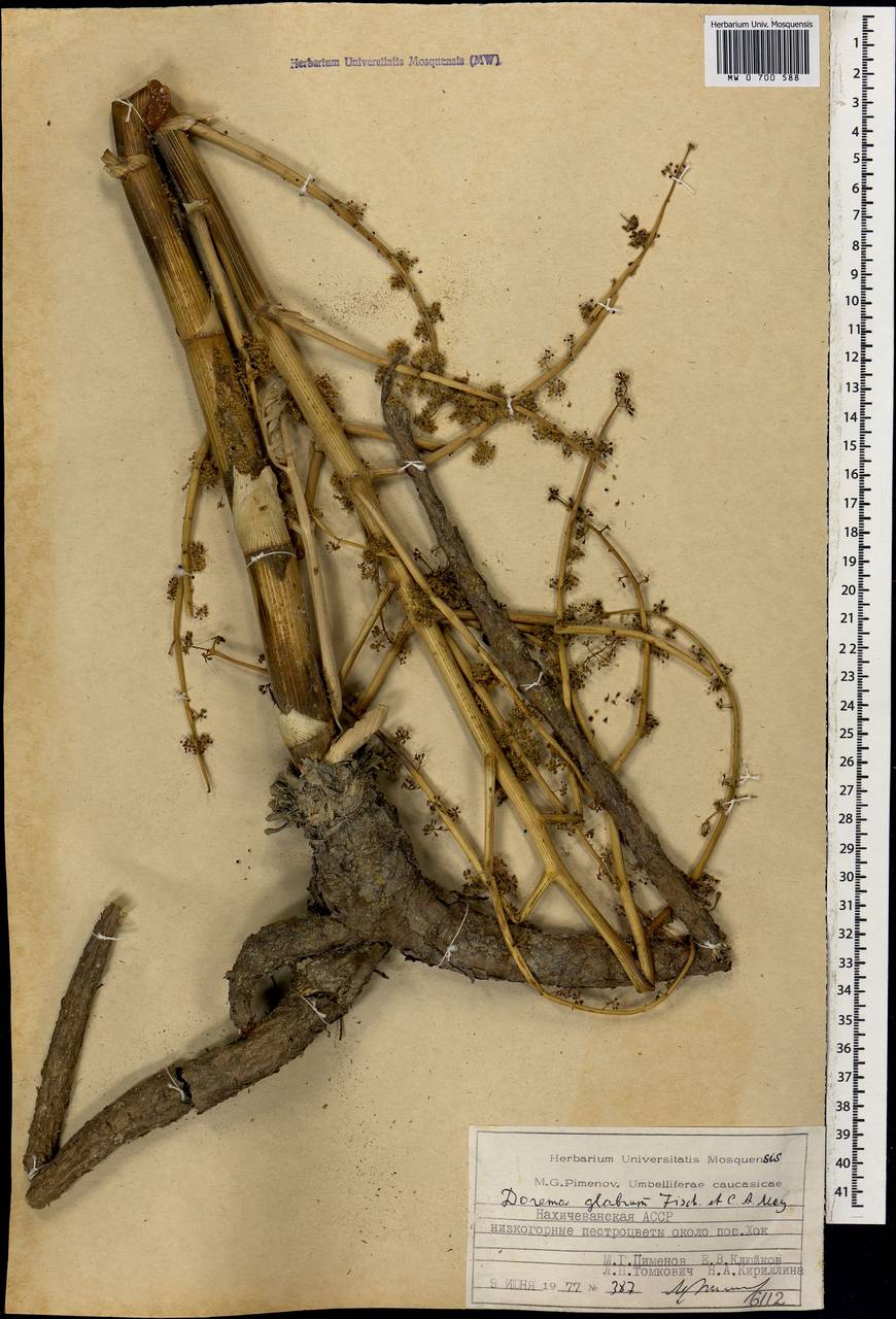 Ферула гололистная M.Panahi, Piwczyñski, Puchałka & Spalik, Кавказ, Азербайджан (K6) (Азербайджан)