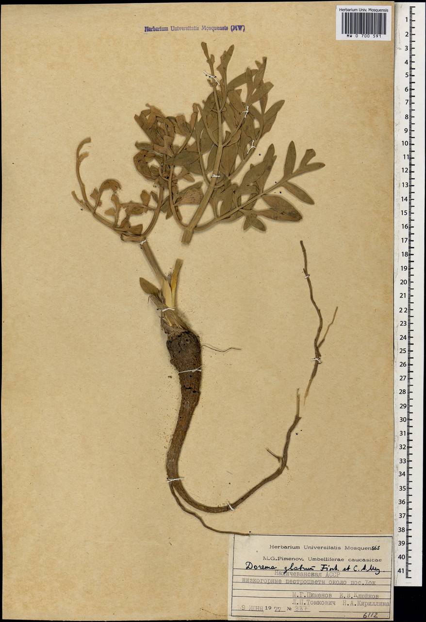 Ферула гололистная M. Panahi, Piwczyñski, Puchalka & Spalik, Кавказ, Азербайджан (K6) (Азербайджан)