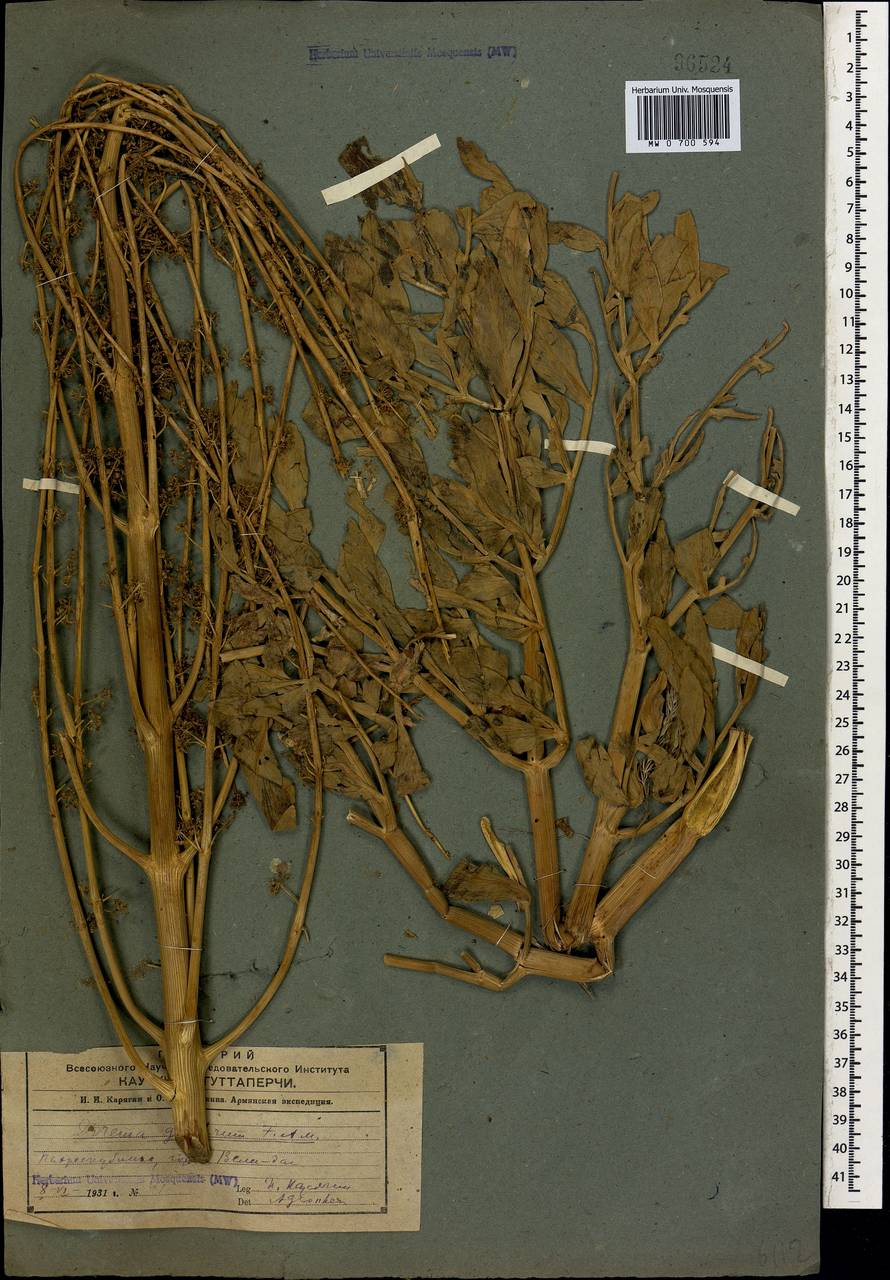 Ферула гололистная M.Panahi, Piwczyñski, Puchałka & Spalik, Кавказ, Азербайджан (K6) (Азербайджан)