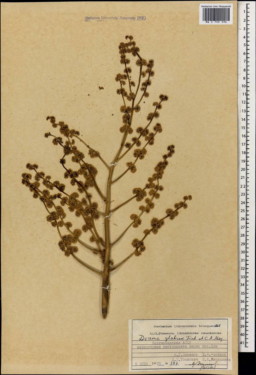 Ферула гололистная M.Panahi, Piwczyñski, Puchałka & Spalik, Кавказ, Азербайджан (K6) (Азербайджан)