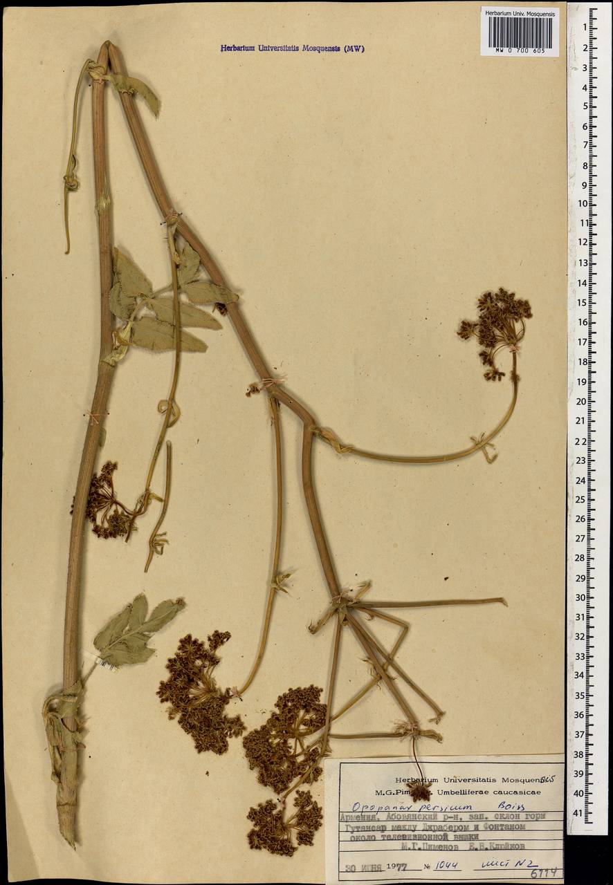 Опопанакс персидский Boiss., Кавказ, Армения (K5) (Армения)