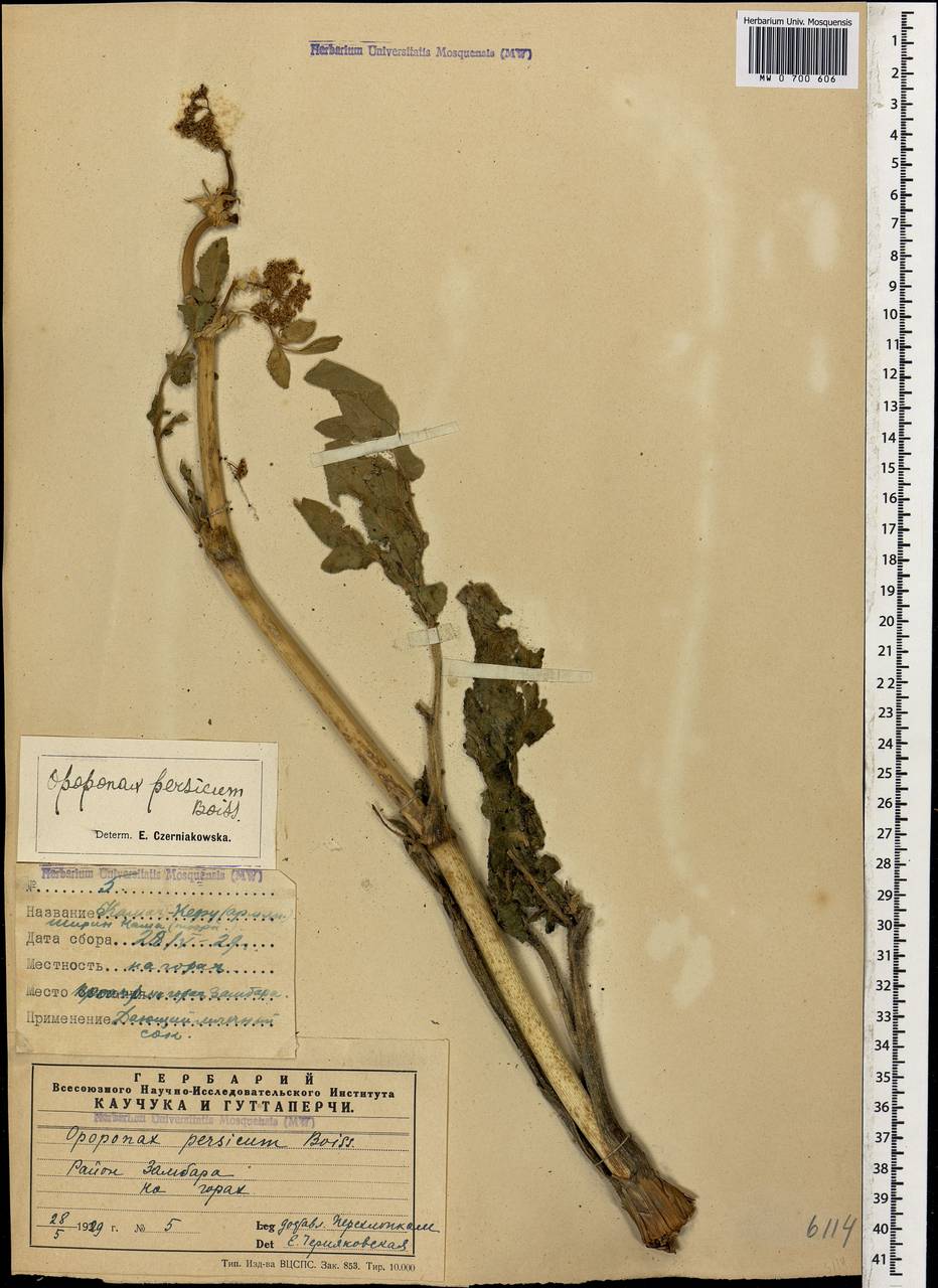 Опопанакс персидский Boiss., Кавказ, Армения (K5) (Армения)