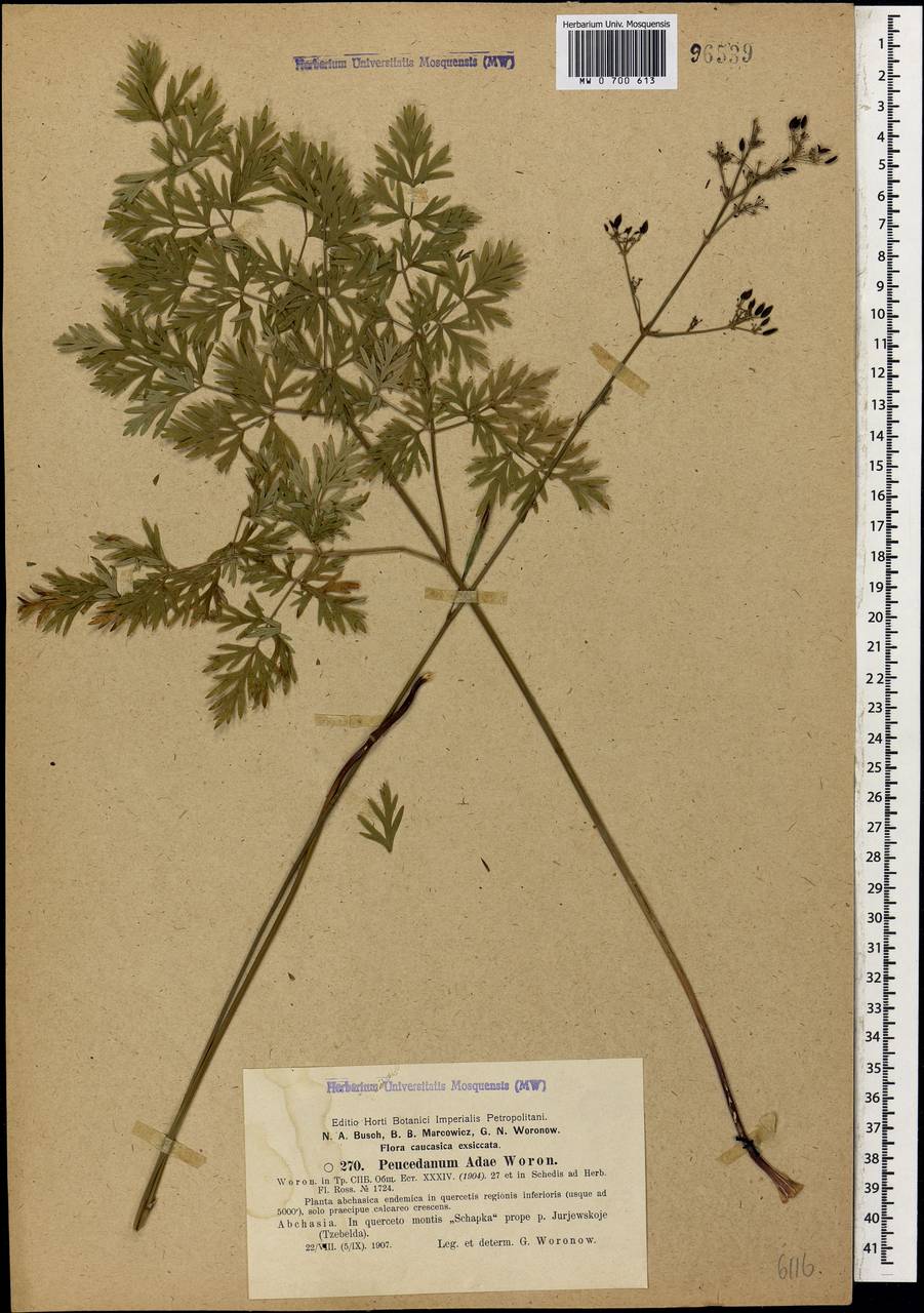 Горичник Ады Woronow, Кавказ, Абхазия (K4a) (Абхазия)