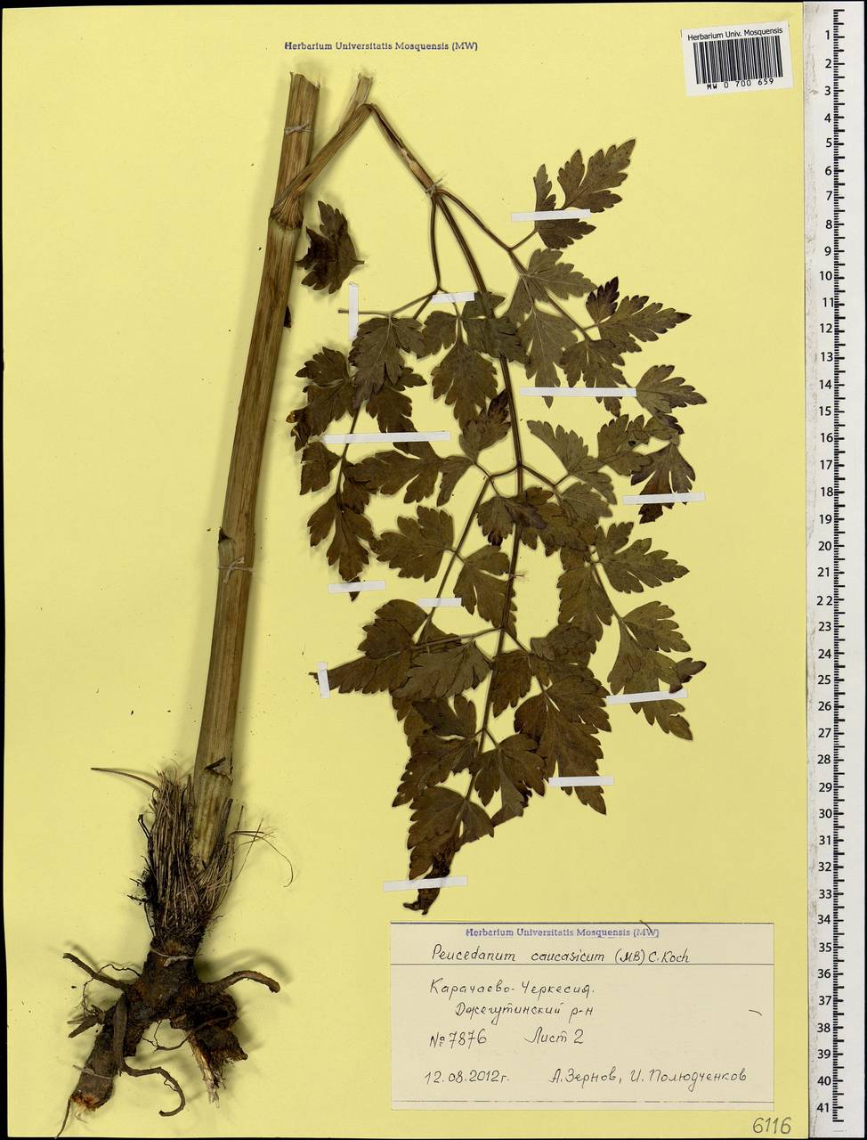 Дихоропеталум кавказский (M.Bieb.) Soldano, Galasso & Banfi, Кавказ, Ставропольский край, Карачаево-Черкесия, Кабардино-Балкария (K1b) (Россия)