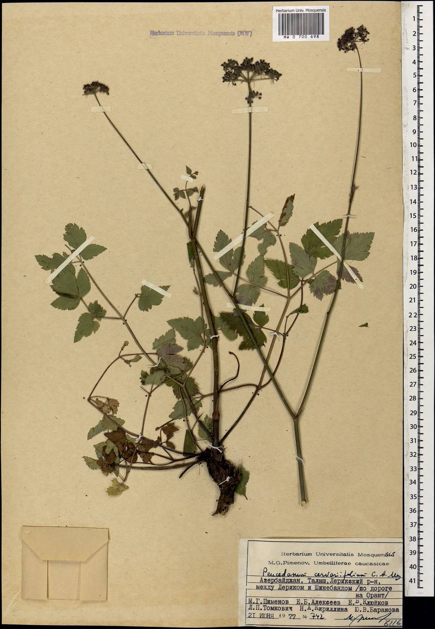 Cervaria cervariifolia (C.A.Mey.) Pimenov, Кавказ, Азербайджан (K6) (Азербайджан)
