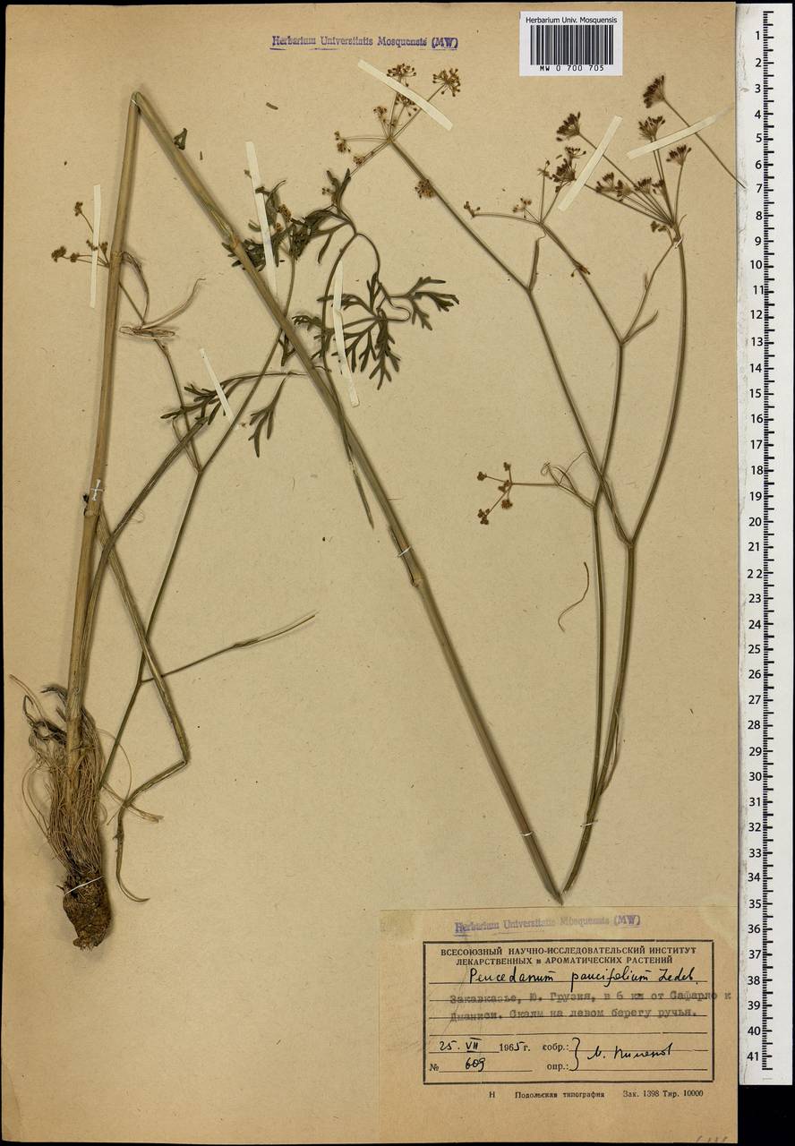 Дихоропеталум жабрицевидный (C.A.Mey.) Pimenov & Kljuykov, Кавказ, Грузия (K4) (Грузия)