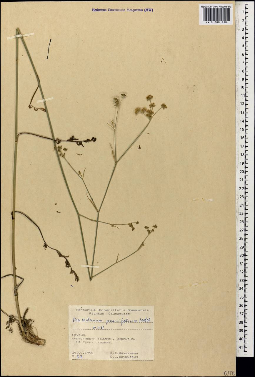 Дихоропеталум жабрицевидный (C. A. Mey.) Pimenov & Kljuykov, Кавказ, Грузия (K4) (Грузия)