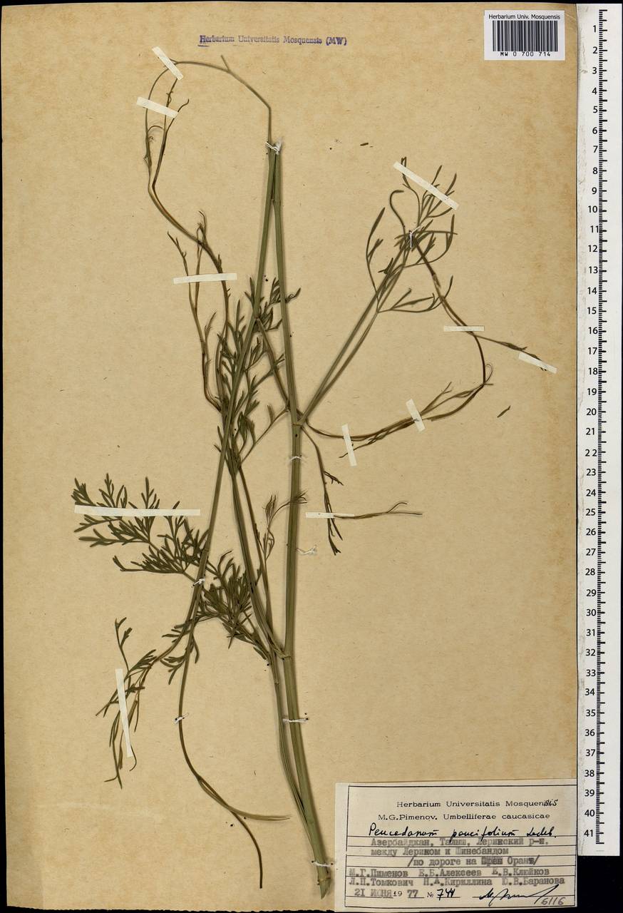 Дихоропеталум жабрицевидный (C.A.Mey.) Pimenov & Kljuykov, Кавказ, Азербайджан (K6) (Азербайджан)