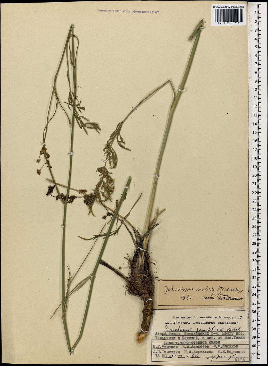 Дихоропеталум жабрицевидный (C.A.Mey.) Pimenov & Kljuykov, Кавказ, Азербайджан (K6) (Азербайджан)