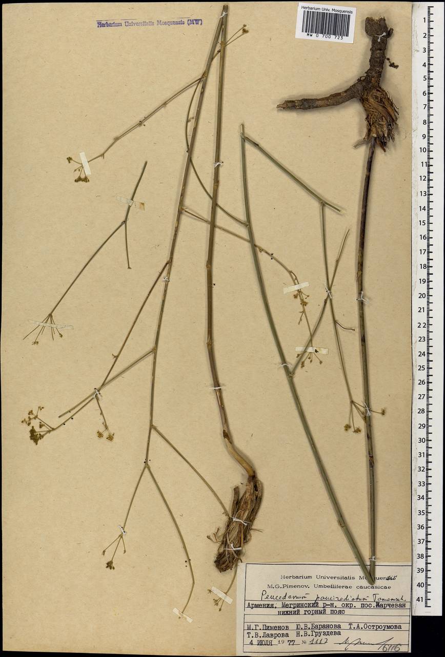 Зеравшания малолучевая (Tamamsch.) Pimenov, Кавказ, Армения (K5) (Армения)