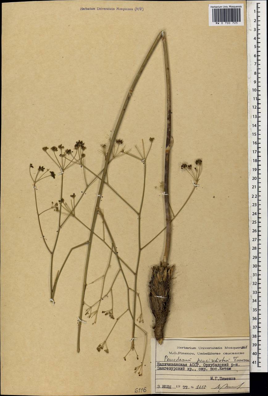 Зеравшания малолучевая (Tamamsch.) Pimenov, Кавказ, Азербайджан (K6) (Азербайджан)