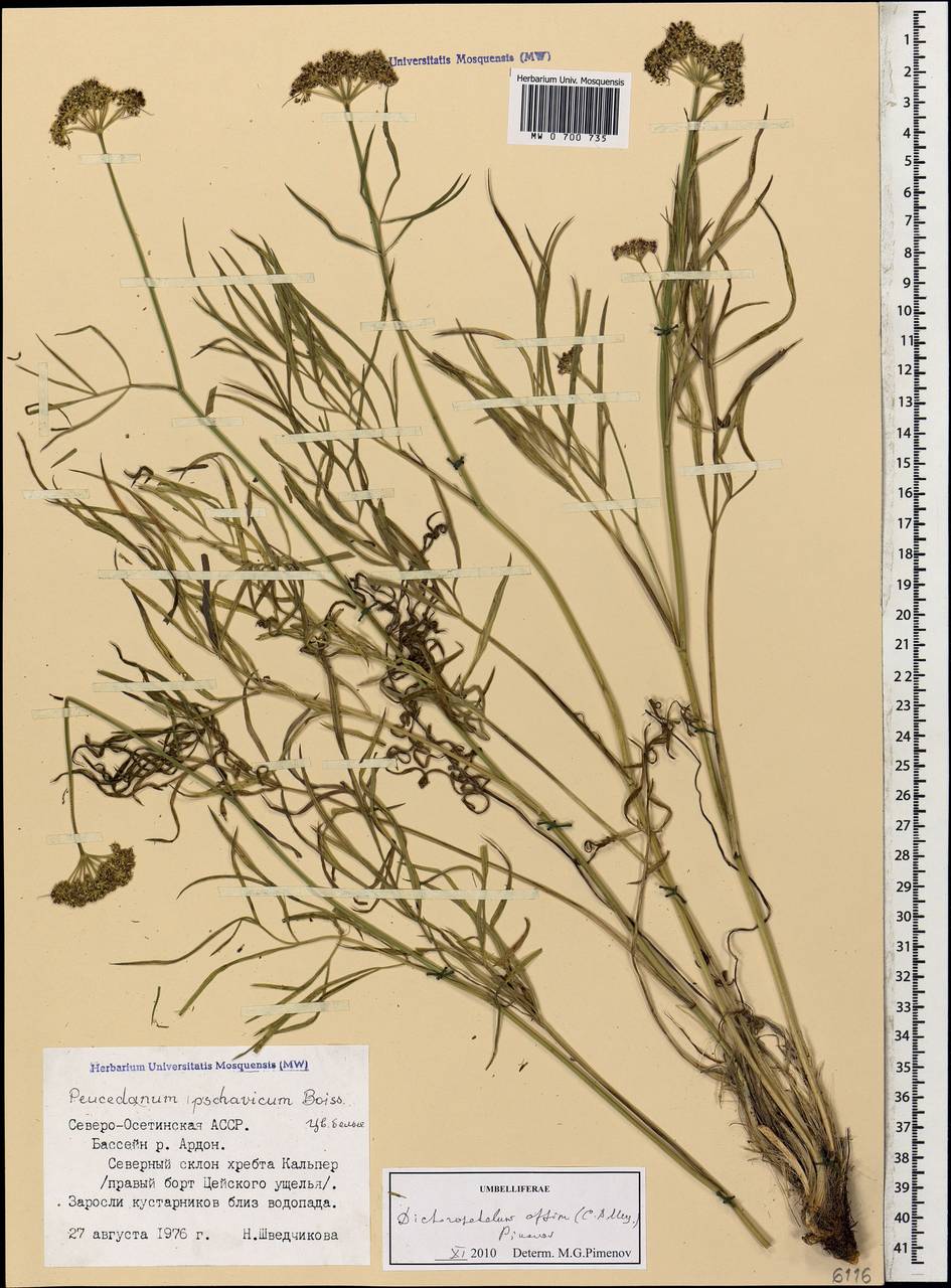 Дихоропеталум пшавский (Boiss.) Pimenov & Kljuykov, Кавказ, Северная Осетия, Ингушетия и Чечня (K1c) (Россия)