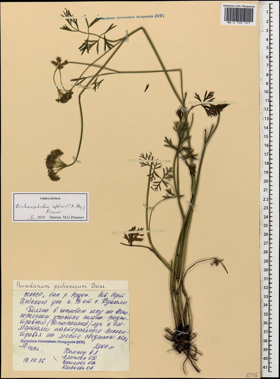 Дихоропеталум пшавский (Boiss.) Pimenov & Kljuykov, Кавказ, Северная Осетия, Ингушетия и Чечня (K1c) (Россия)